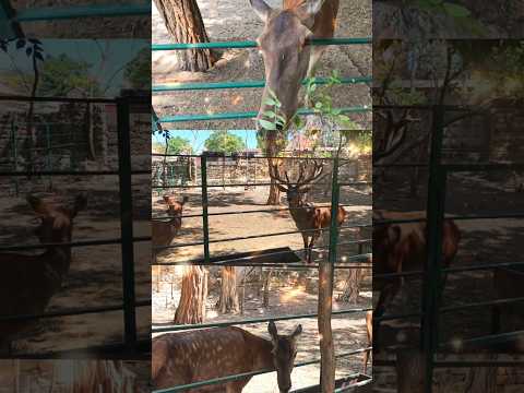 Які красиві Благородні олені! #олень #тварини #animals #funnyanimals #олені #зоопарк  #дикітварини