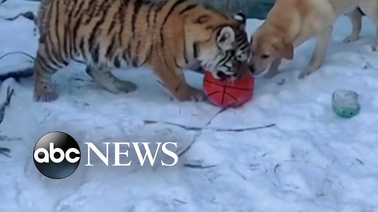 Dog plays with tiger and lion cubs at Siberian zoo