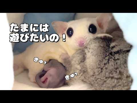 赤ちゃんを置き去りにして遊びほうけるモモンガ夫婦