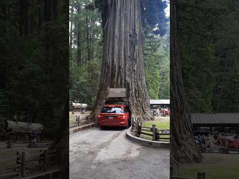 Wonders! Car driving through a tree. Chandellier Tree. #nature #wonders #bigtree #worldwonders