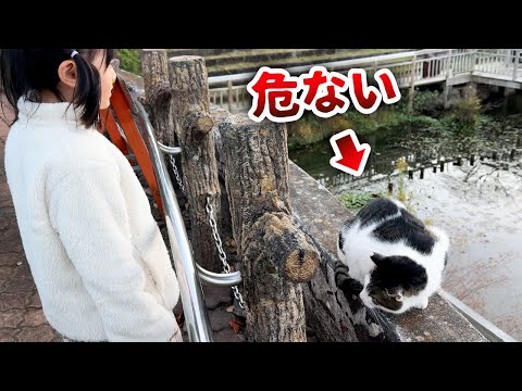 危険なところでくつろぐ猫に会いました【のんびり猫探し散歩】