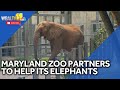 Maryland Zoo partnership focuses on helping elephants