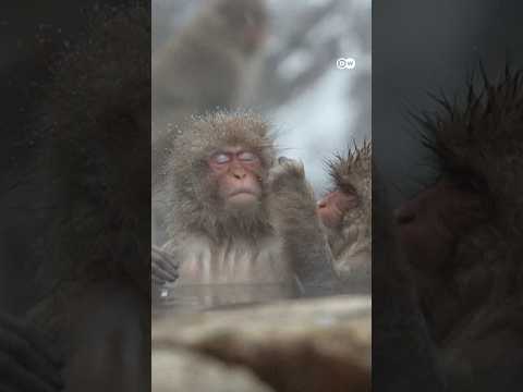 Record visitors at Japan’s snow monkey park raise concerns | DW News
