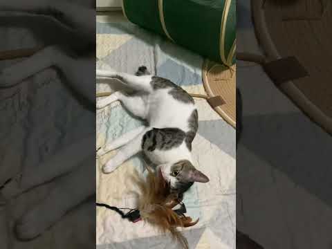 Cats day 2 nov 2025 #cats #catlover #tombamlucky #fypsg #sgcats