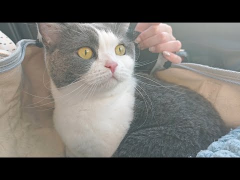 突然鼻血が出てしまったビビを病院で診てもらいました