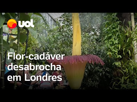 Flor-cadáver, uma das plantas mais fedorentas do mundo, desabrocha em Londres; veja vídeo