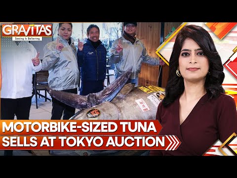 Motorbike-Sized Tuna Sold to Sushi Restaurateurs In Japan for .3M | GRAVITAS