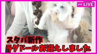 【WEBカメあり】8/2 ラグドールの生後2か月の子猫をお迎えしました！🐱🐾【雑談配信】