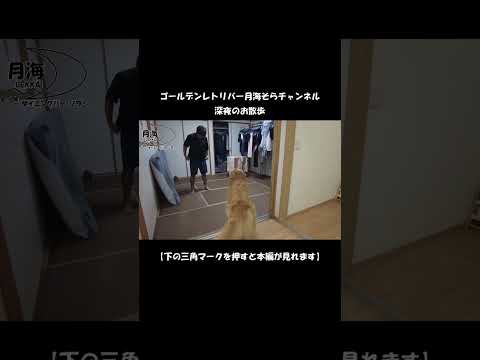 秋の深夜のお散歩①【Golden Retriever japan】♯Shorts  #ゴールデンレトリバー #大型犬のいる生活