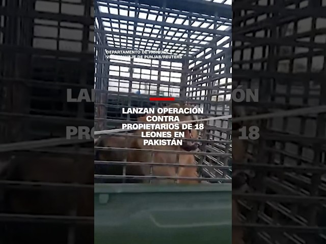 Lanzan operación contra propietarios de 18 leones en Pakistán