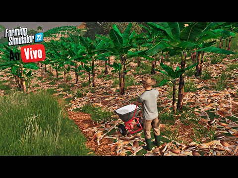 Agronópolis  AO VIVO | Trabalhando no bananal