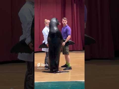 The charming Clyde, the sealion. #sealionshow #funandeducational #showoff #orlando #dolphin #sealion