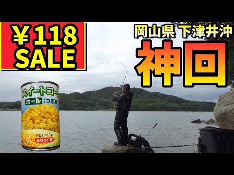 【神回】チヌの楽園復活?激安コーンで良型連発! in 岡山県下津井沖
