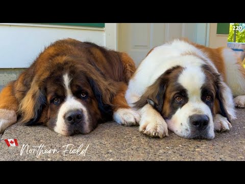 スクリーンポーチの季節【超大型犬とカナダで田舎暮らし】