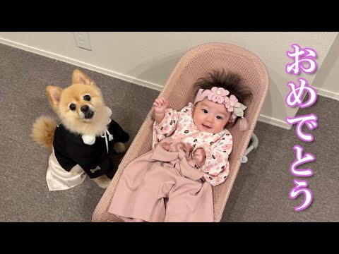【祝】赤ちゃんの生後100日を一緒に祝ってくれるポメラニアンが可愛過ぎました…