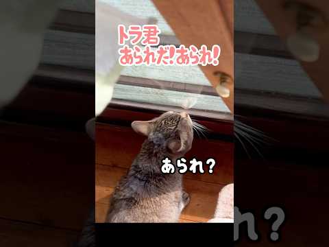 【驚愕】大量の「あられ」にビックリする元野良猫トラ #野良猫 #雪 #猫ッチョファミリー