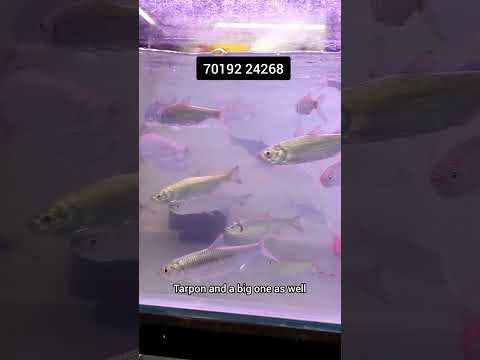 Tarpen Fish At Ro fin Pets and aquarium Wholesale  ontact 
70192 24268