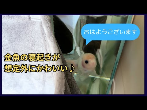 金魚の性格の違いがよくわかる朝一の反応をご覧ください。