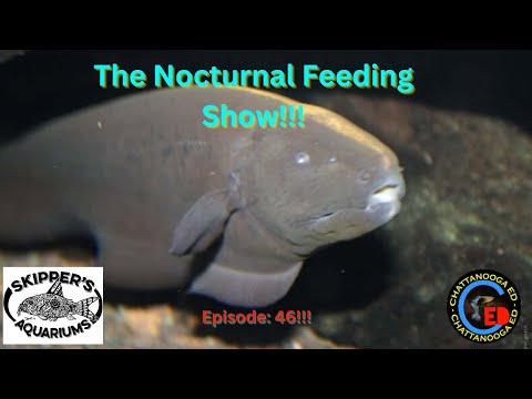 The Nocturnal Feeding Show!!! EP 46 