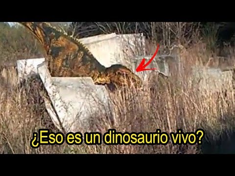 Dinosaurio REAL es Captado en VÍDEO (Cámara de Seguridad Graba un  Velociraptor) by gRUNgerOFICIAL