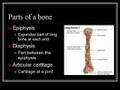 Skeletal System Structures and Functions