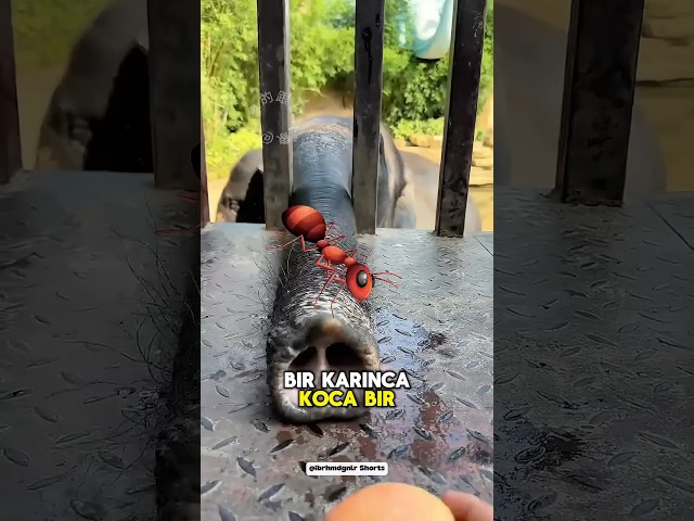 Bir Karınca Koca Bir Fili Öldürebilir Mi ❓
