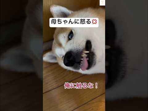 柴犬が母ちゃんに叱られる姿が微笑ましい！癒しと笑いの一コマ サムネイル
