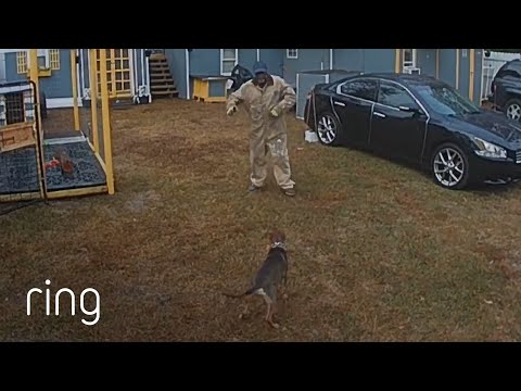 Just a German Shepherd Having a Blast Playing With Owner | RingTV