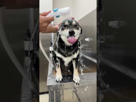 4歳振り返り動画 主(女)作