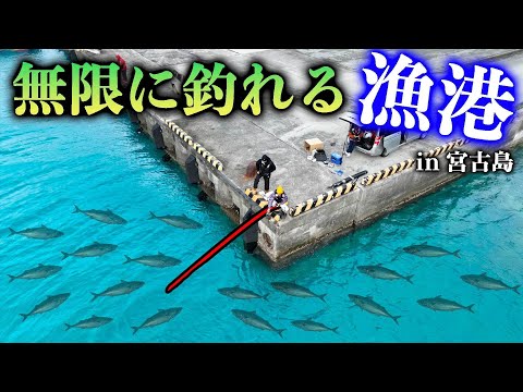 ある魚が無限に釣れる宮古島の神漁港が凄かった