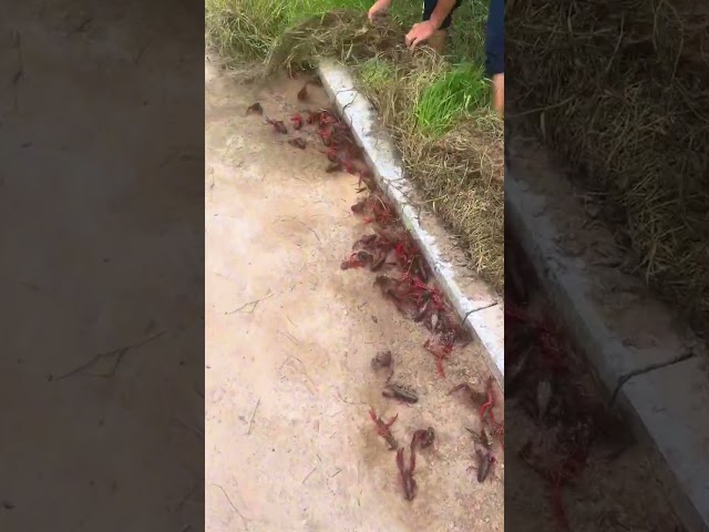 The process of catching lobsters in the grass