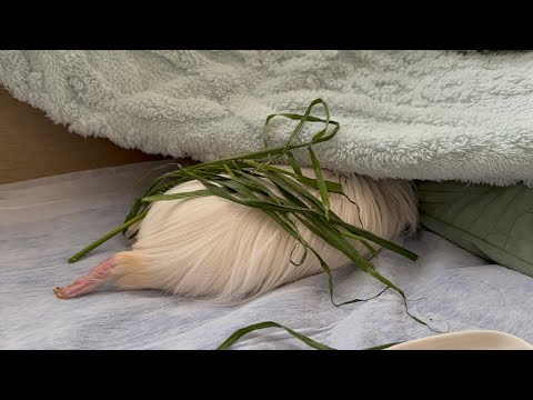 ティー坊の生牧盛り、甘エビ添え🦐