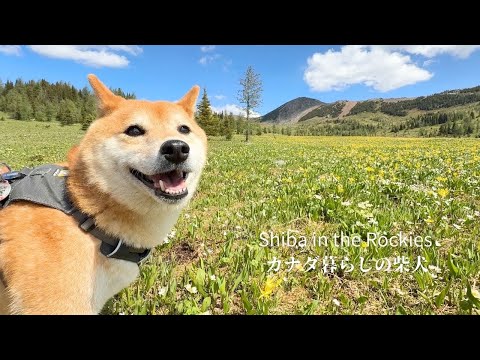 山を覆いつくすほどのお花畑に柴犬を連れていってみた結果がこちらです [4K]