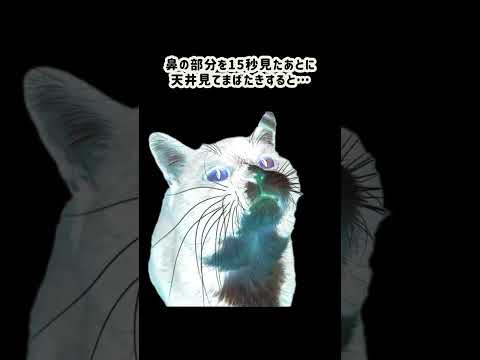 もんたがおうちにやってきます