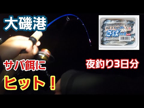 【大磯港】サバ餌にヒット！夜釣り3日分