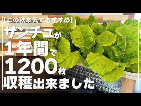 【レタス類の葉物野菜はもう買わなくて大丈夫】サンチュが1000枚以上収穫出来る絶対にやって欲しいコンテナ水耕栽培｜365日の生育記録を大公開
