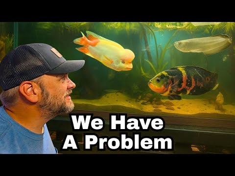 I Rescued A Giant Oscar... But I Didn't Expect Thi adding a big Oscar to my 220 gallon predator aquarium with Arrowana, Bichers, and South American Cic