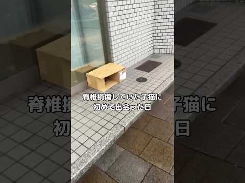 脊椎損傷の子猫を保護し、新しい家族として迎えた日 サムネイル