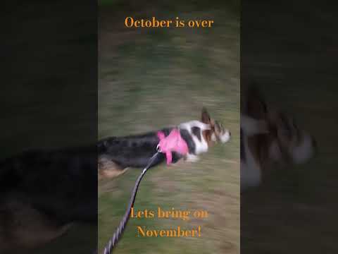 onto November!!! #corgi #doggielife #cutedog #puppy