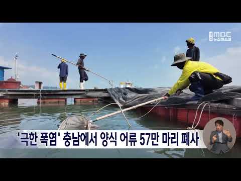 '극한 폭염' 충남에서 <strong>양식</strong> 어류 57만 마리 폐사/대전MBC