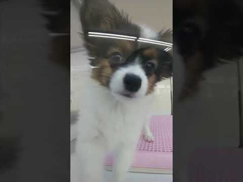 今日のワンコ - パピヨン/dog #puppylife