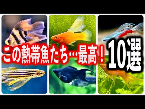 最強に美しすぎる！このビジュアル、反則な熱帯魚10選【ロングフィン＆ハイフィン アクアリウム】