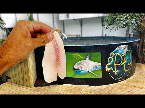 FEEDING ALL My MONSTER FISH in 5,500G AQUARIUM!! Feeding my monster fish inside the fish building, this is what we have to do every other day. They e