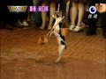 [預告]民視綜藝大集合@5/17 超厲害 會當挑夫的狗