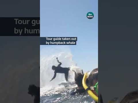 Tour guide taken out by humpback whale | ITV News