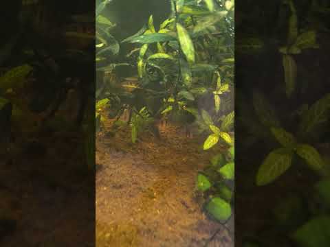 happy place  always with the tanks #aquarium #fish 