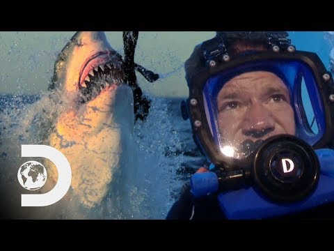 Shark with Steve Backshall'
