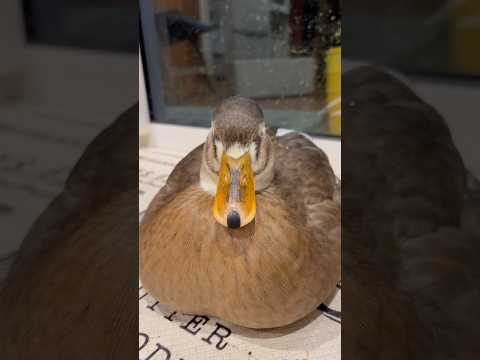 時折ぷるっとするコールダック。Our Call Duck That Occasionally Jiggles