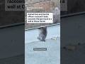 Baby raccoons rescued from wall in San Franciscos Chase Center