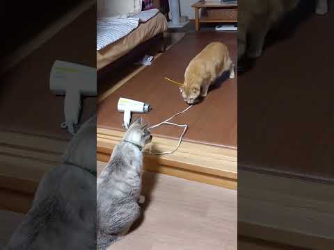 ドライヤー相手に猫パンチしそうでしない猫たち